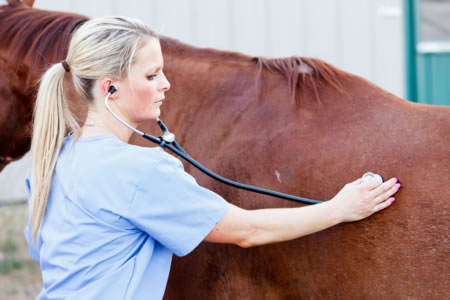 examination equine