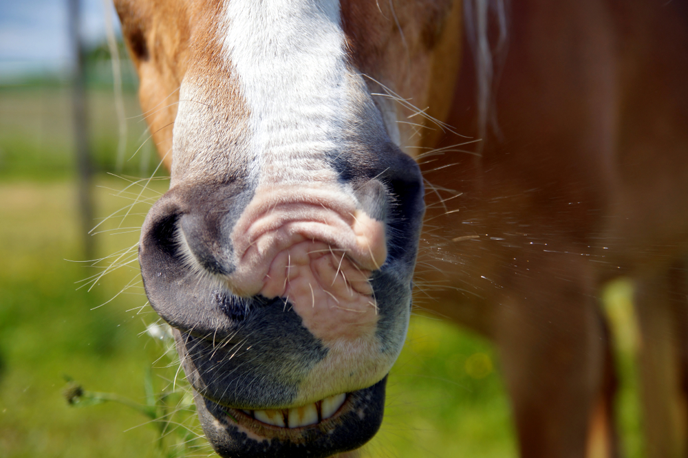 Close,Up,Of,Horse,Mouth,In,A,Grassy,Meadow.,Brown