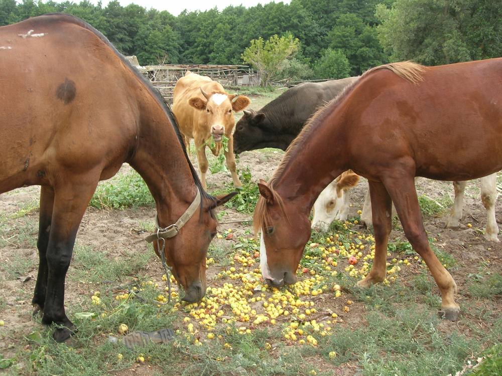 best equine dentist in Lockport, IL